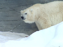 Debby, orso polare