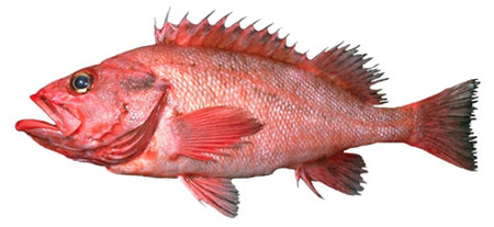 Peixes, espécie Sebastes Aleutianus