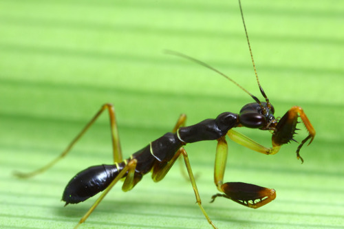 Belalang semut Asia (Odontomantis planiceps)