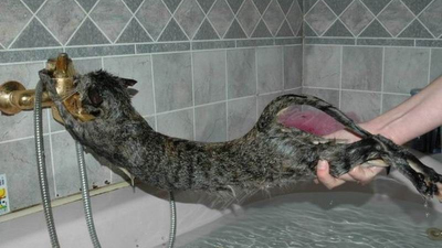 Chladné obrazy koček ve sprše