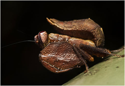 Dry Leaf Mantis (Acanthops falcataria)