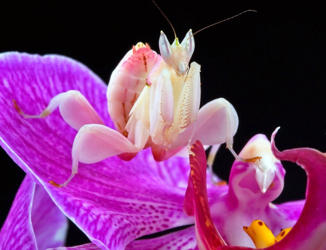 Gottesanbeterin-Orchidee (Hymenopus coronatus)