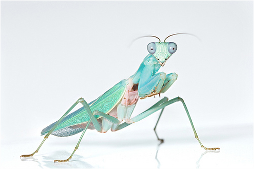 Jade Mantis (Hierodula salomonis)