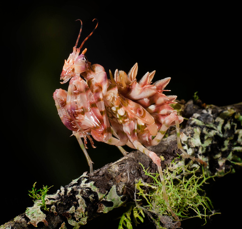 Mante fleur épineuse (Pseudocreobotra wahlbergii)