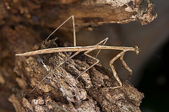 Mantide australiana (Archimantis latistyla)