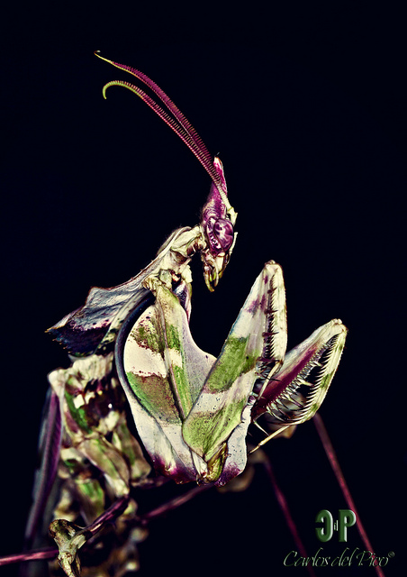 Mantis Diabolik (Idolomantis diabolica)