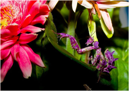 Pink mantis