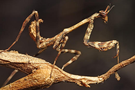 Unicórnio Mantis (Pseudovates arizonae)