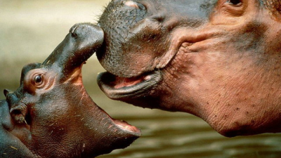 Curiosités des hippopotames