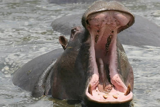 Das offene Maul eines Flusspferds kann einen Meter erreichen