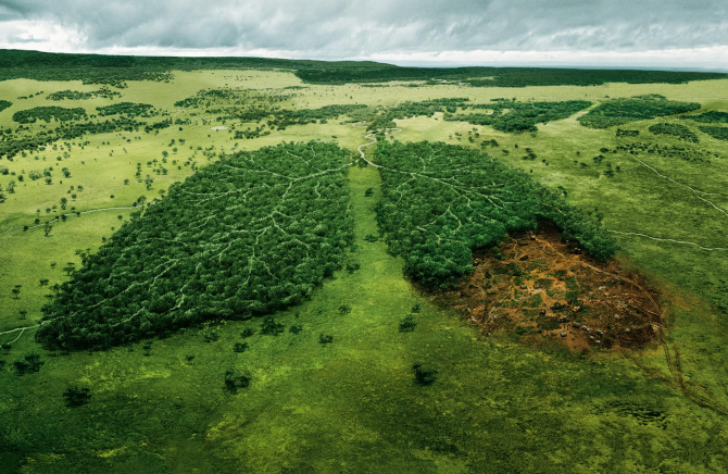 ต่อต้านการตัดไม้ทำลายป่าและเพื่อชีวิตบนโลกใบนี้