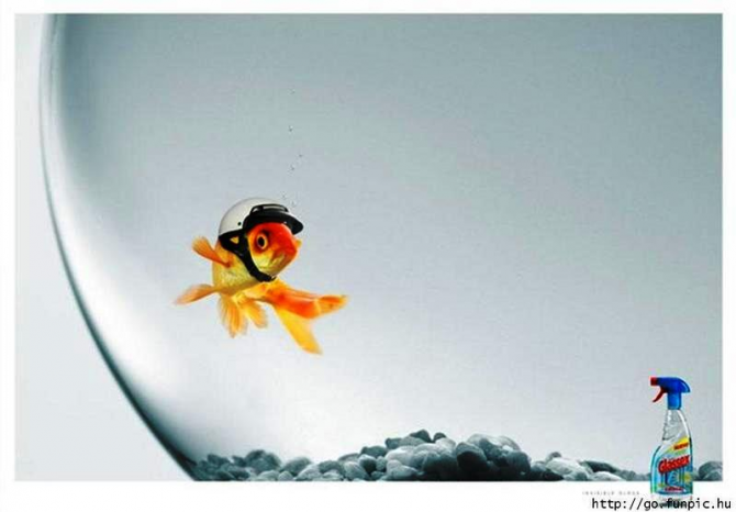 Karena pembersih jendela, ikan melindungi dirinya sendiri agar tidak jatuh