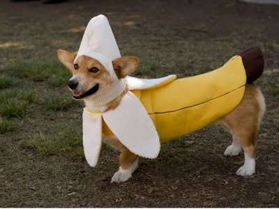 Банановая собака