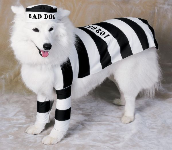 Собака-заключенная