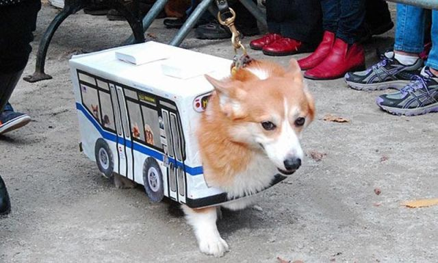 Автобусная собака