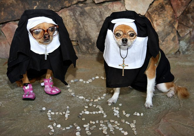 Монахиня собака