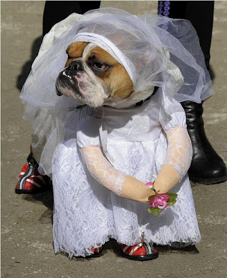 Собака-невеста