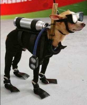 潜水狗