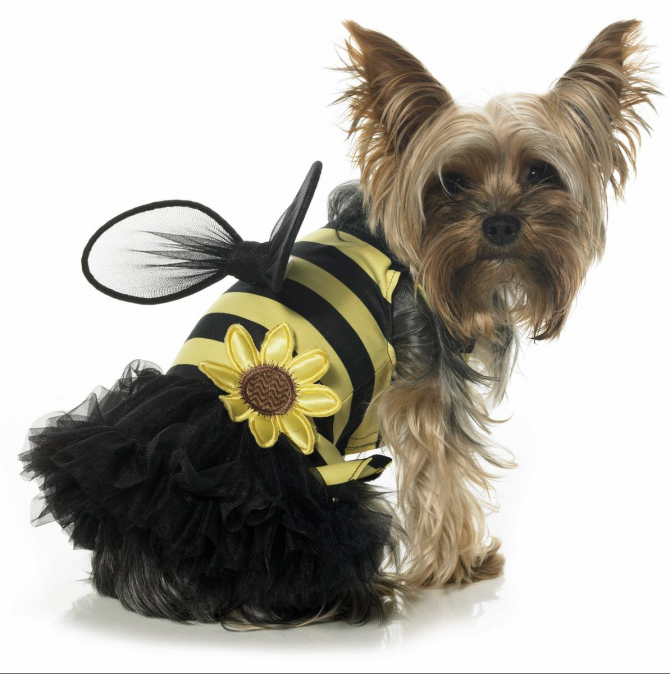 Bee dog