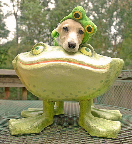 Frog dog
