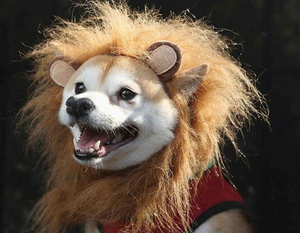 Lion dog