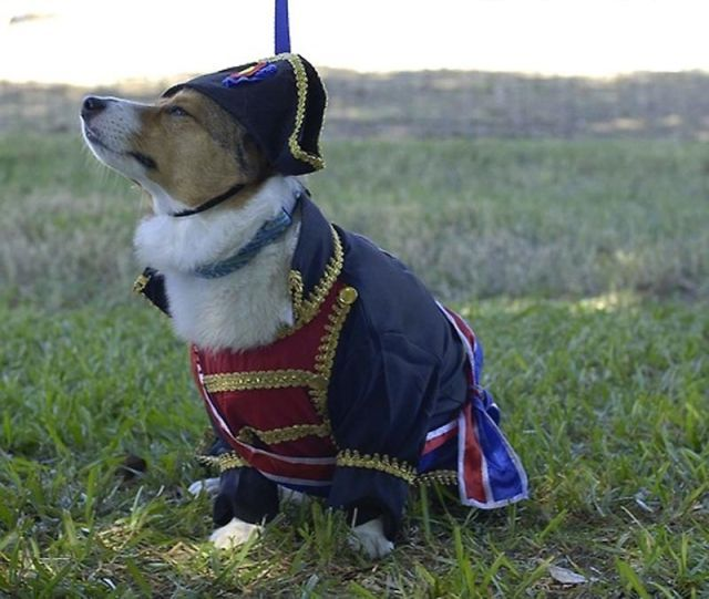 Napoleon hond