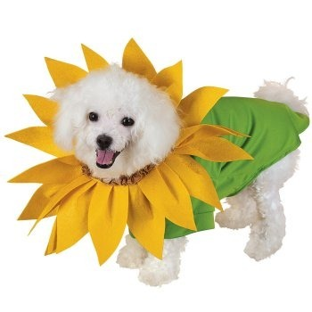 Sonnenblume Hund
