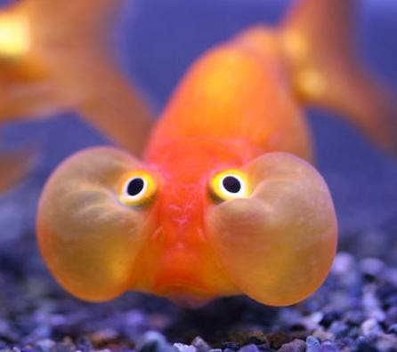 Золотая рыбка с пузырящимися глазами