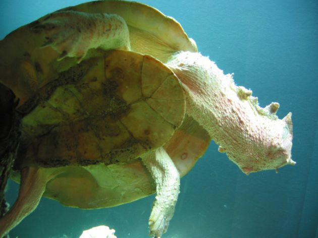 Matamata sköldpaddan