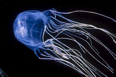 Vespa marina delle meduse