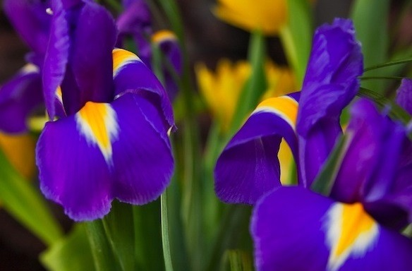 菖蒲 Ayame (Iris)