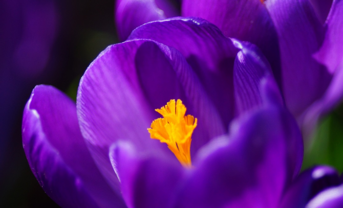 Ire Sumire (Фиолетовый цветок)