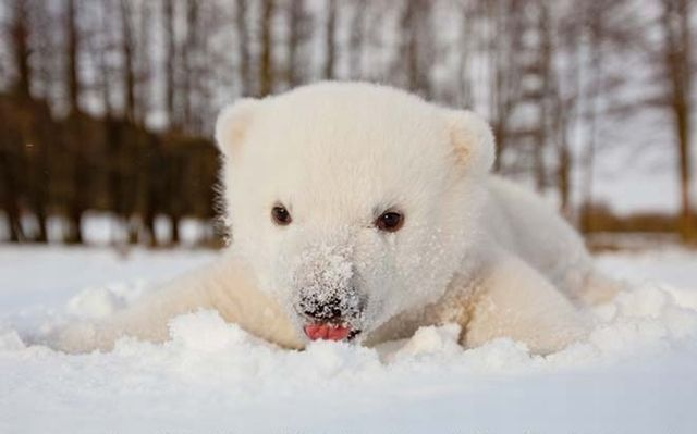 북극곰 :