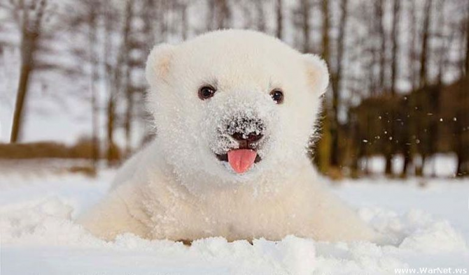Beruang kutub: