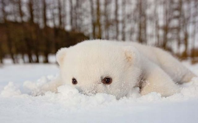 Lední medvěd: