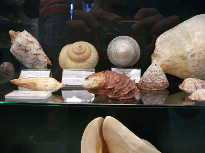 Музей моря Арика
