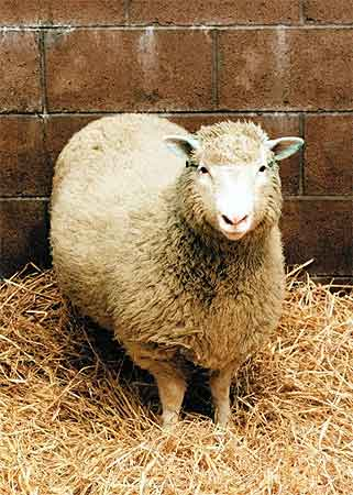 Das Dolly-Schaf