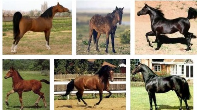 世界中から最高の馬の品種