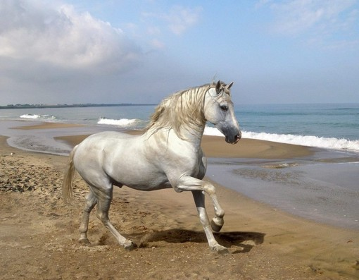 Kuda Andalusia.