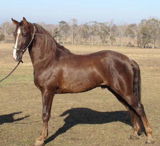 Tennessee Walking Horse.