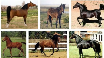 The best horse breeds around the world