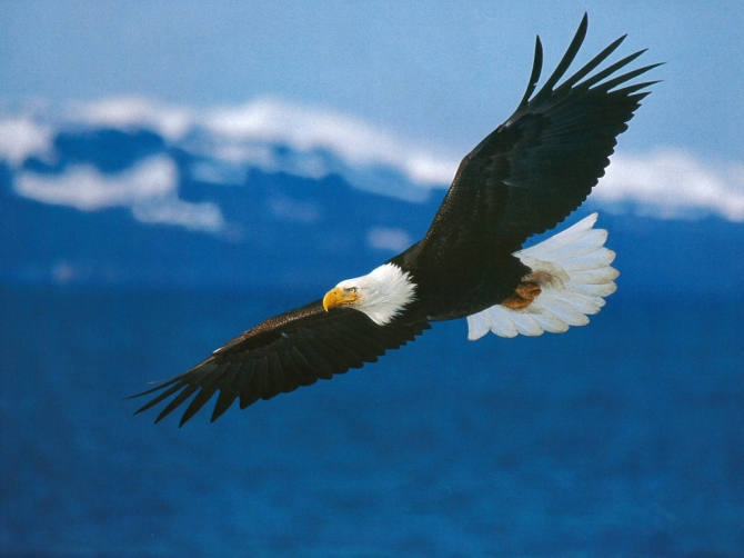 Bald eagles are not bald