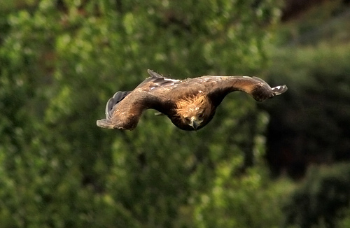 Der Steinadler kann, wenn er einer Beute nachjagt, eine Geschwindigkeit von 240 Stundenkilometern erreichen