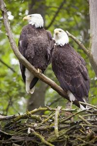 Ein Adlerpaar lebt zeitlebens zusammen