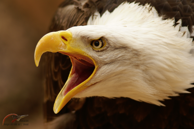Er Weißkopfseeadler ist das nationale Symbol der Vereinigten Staaten