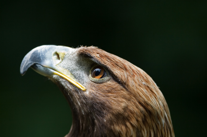 L'aigle royal a 2 points focaux dans les yeux, l'un vous permet de voir de l'avant et l'autre de voir les côtés