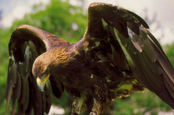L'aigle royal est le symbole national du Mexique