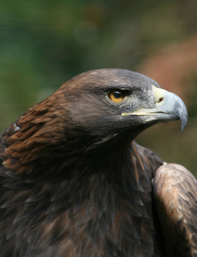 L'aigle royal vit jusqu'à 30 ans dans la nature. En captivité, il peut devenir plus long
