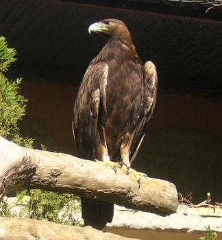 The golden eagle is more related to hawks than to the bald eagle