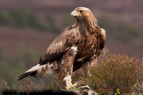 The golden eagle reaches sexual maturity at 4-5 years of life